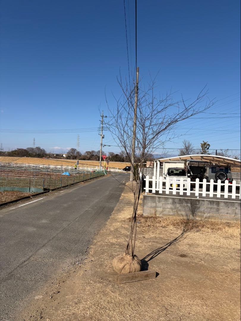 山採り ヤマモミジ 株立ち 5本立ち 自然樹形