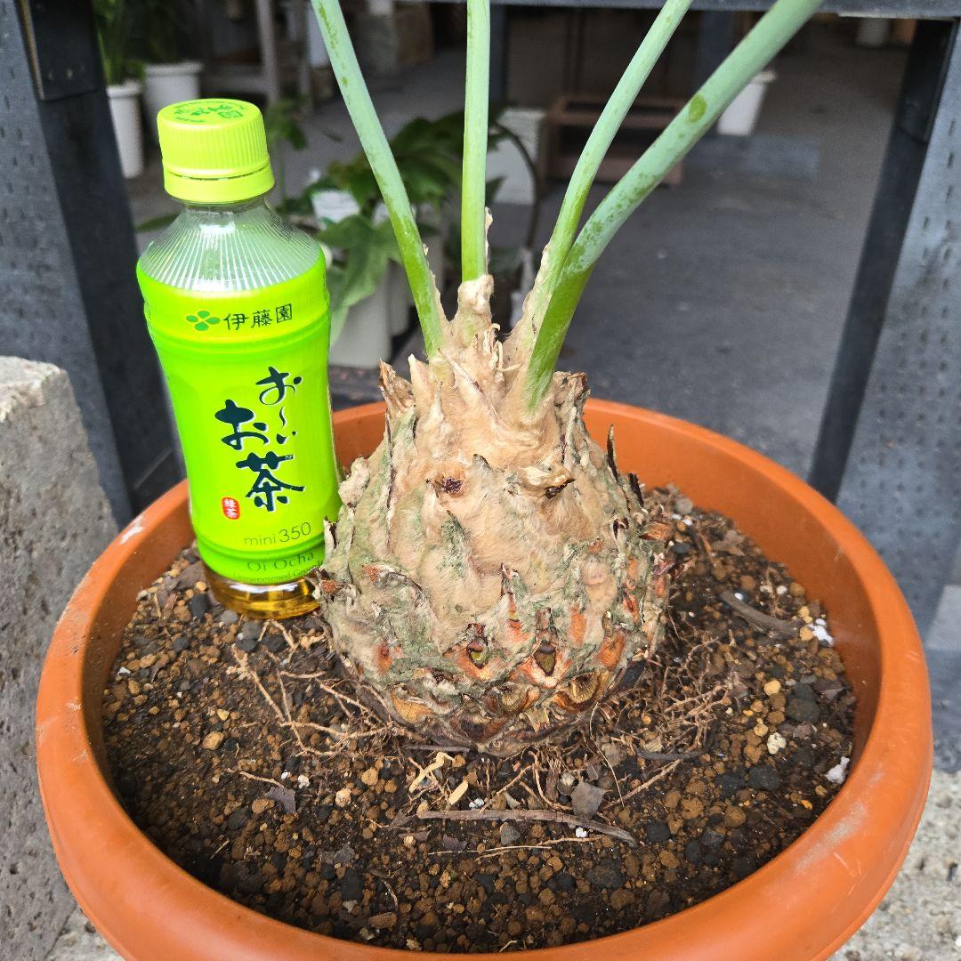 PECO POCOソテツディオーン　10号特大苗木最高等級極上品‼️　希少