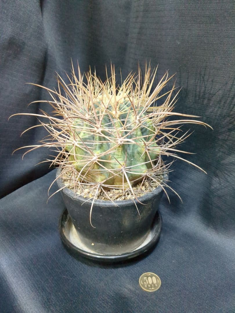 白鳥丸　（鯱頭変種）　白麗