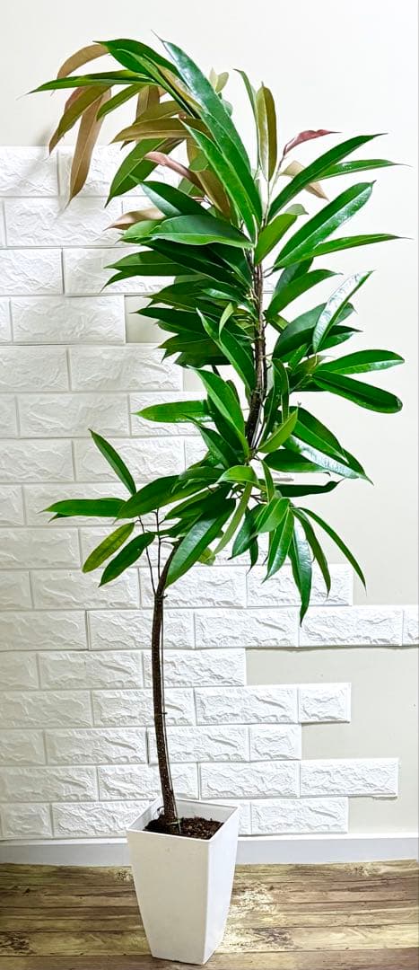 フィカスアムステルダムキング⭐️曲がり⭐️約150cm⭐️観葉植物