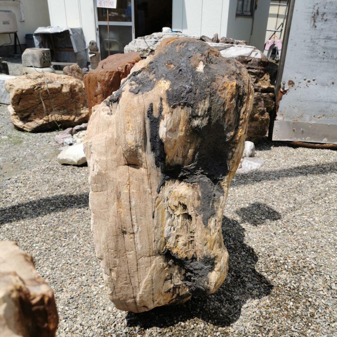 秋田産　珪化木　349キロ　木化石　庭石　石　鑑賞石　置物　オブジェ