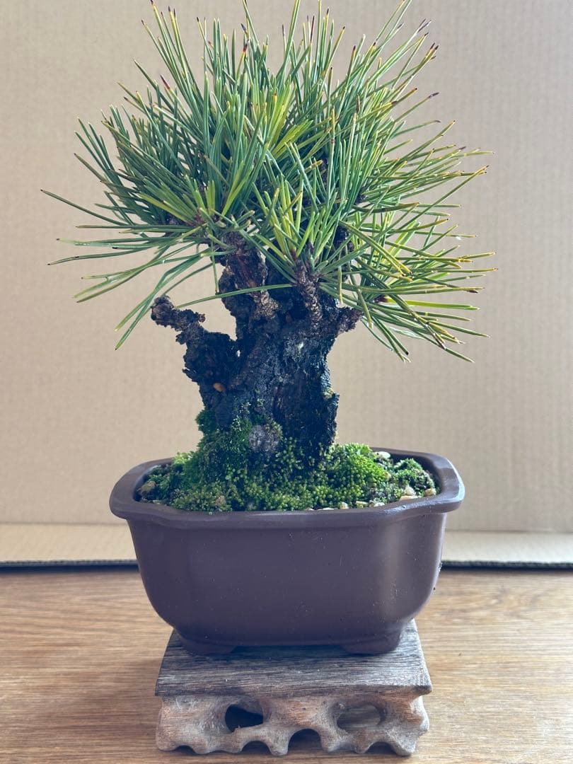 盆栽 小品盆栽 錦松(夢錦)-5