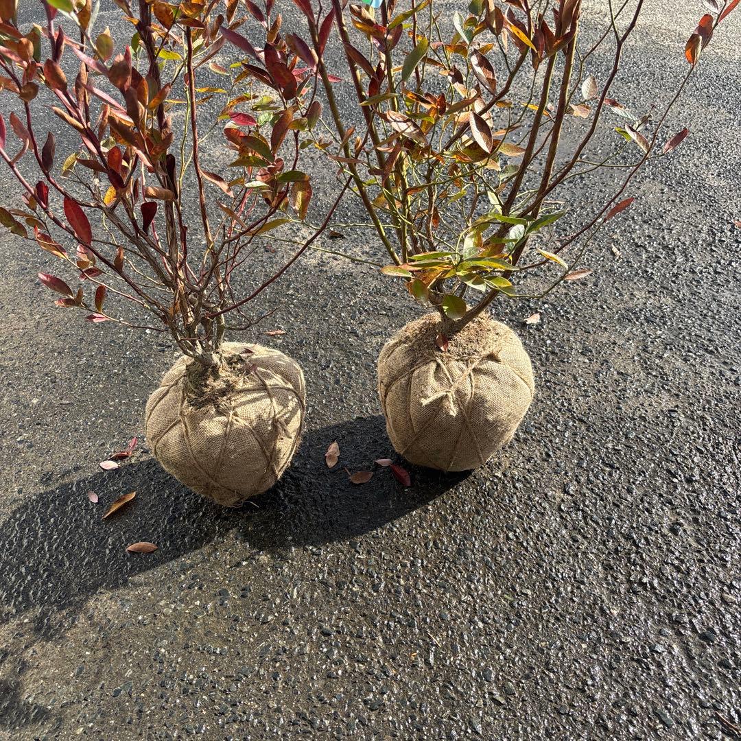 ご注文品　デライト×2 ブルーベリー　準大苗セット