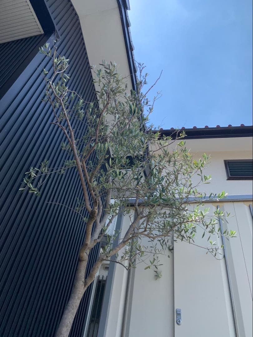 (引取り限定)オリーブの木