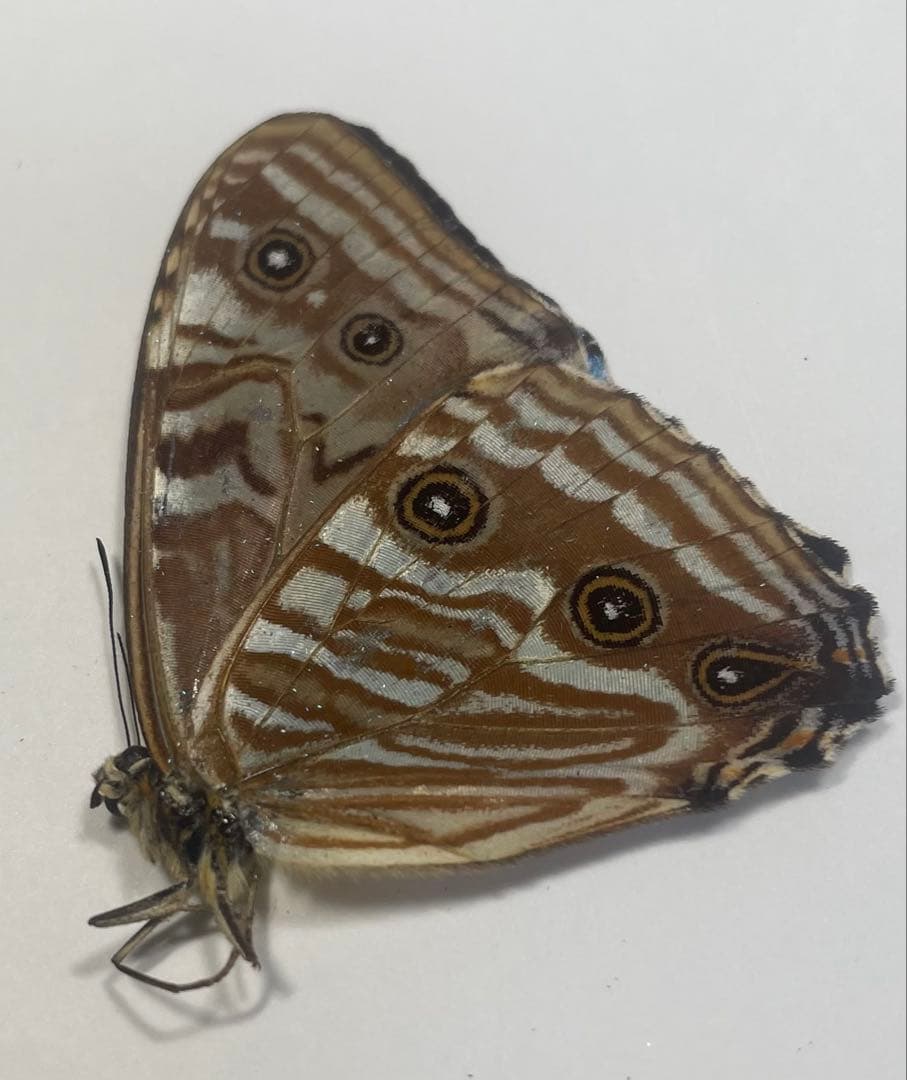 ポルティスモルフォ オス4頭セット