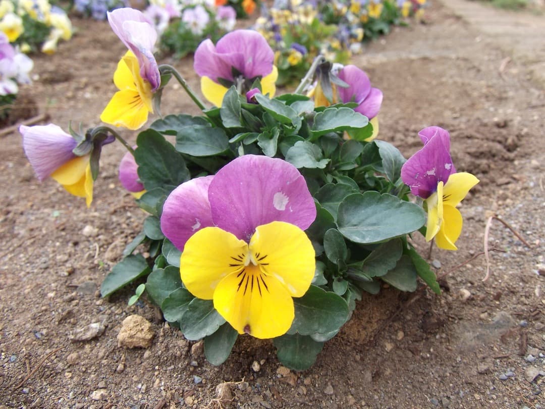 実写美⭕️美品【動作確認済】FUJIFILM FinePix JX200