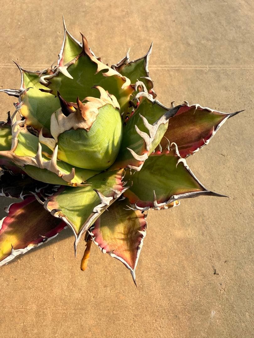 レッドキャットウィーズル 斑入り｜ピンク差し斑｜3.5寸鉢｜希少　斑入りRCW