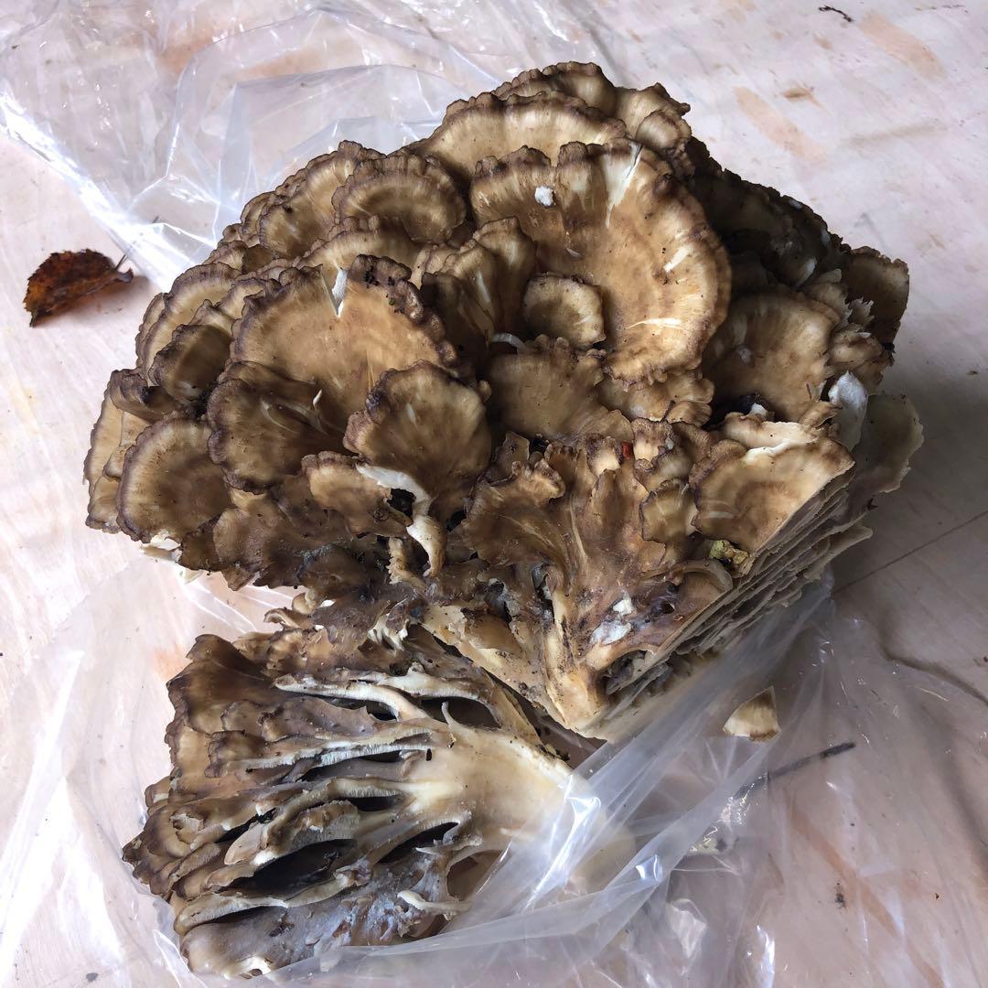 秋田県産　天然舞茸　10月21日収穫天然舞茸2.6kg