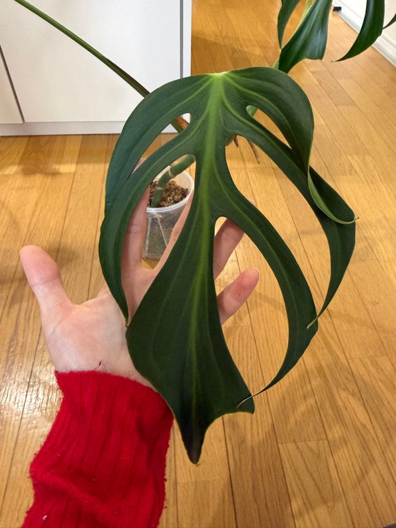 モンステラ　バールマルクス　フレーム