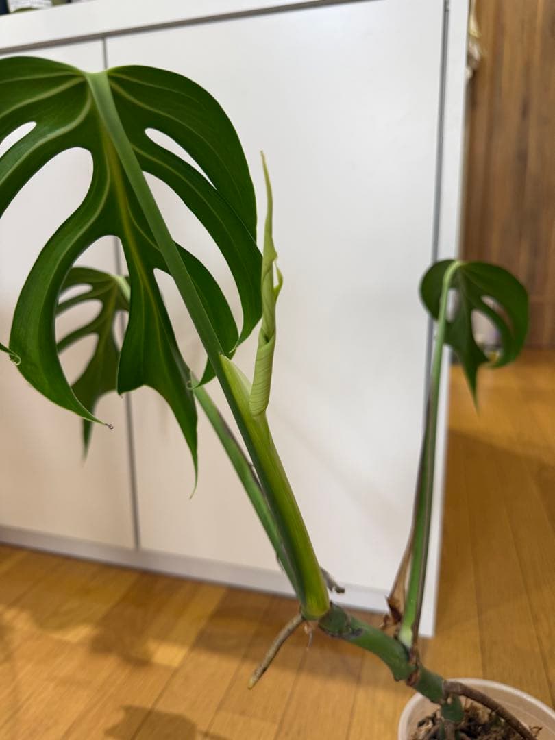 モンステラ　バールマルクス　フレーム