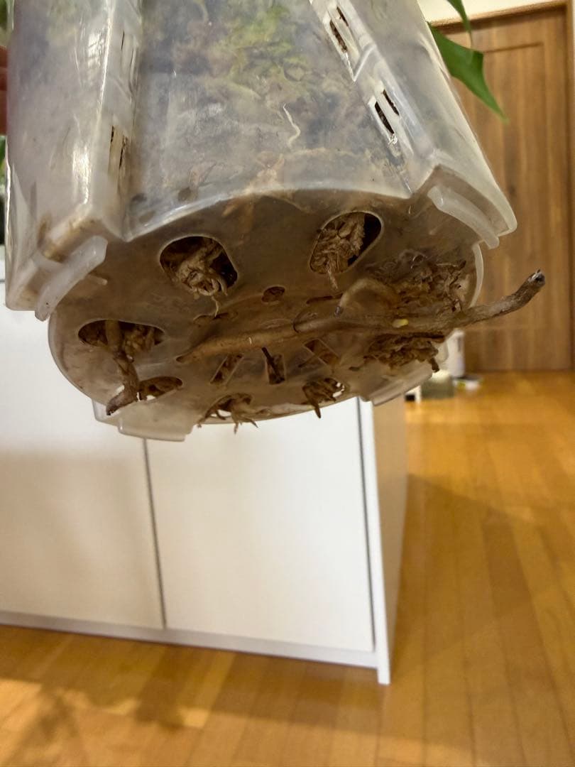 モンステラ　バールマルクス　フレーム