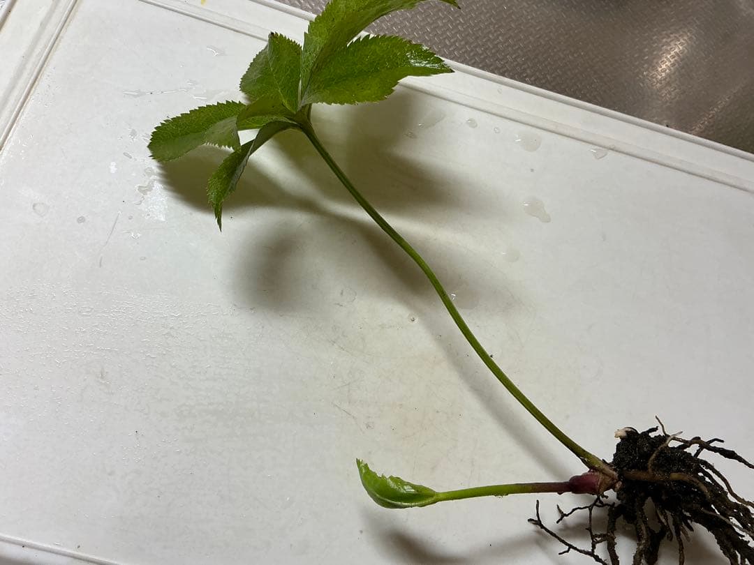 クリスマスローズ　パープル系