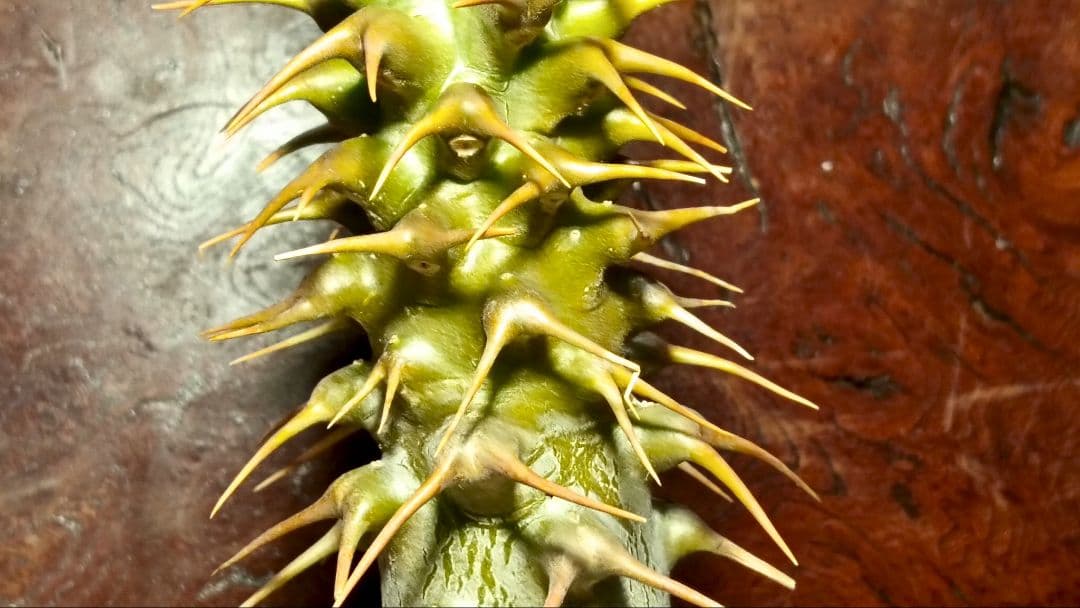 国内実生　大きめ　パキポディウム　アンボンゲンセ　右の株