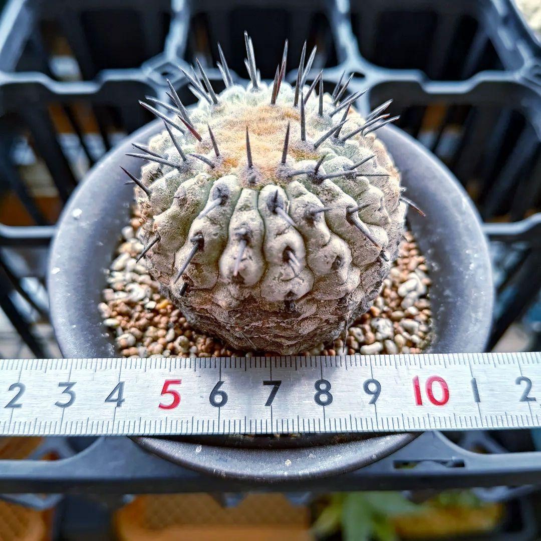 【限定一株】黒王丸 現地球 発根済み 青白 コピアポア シネレア