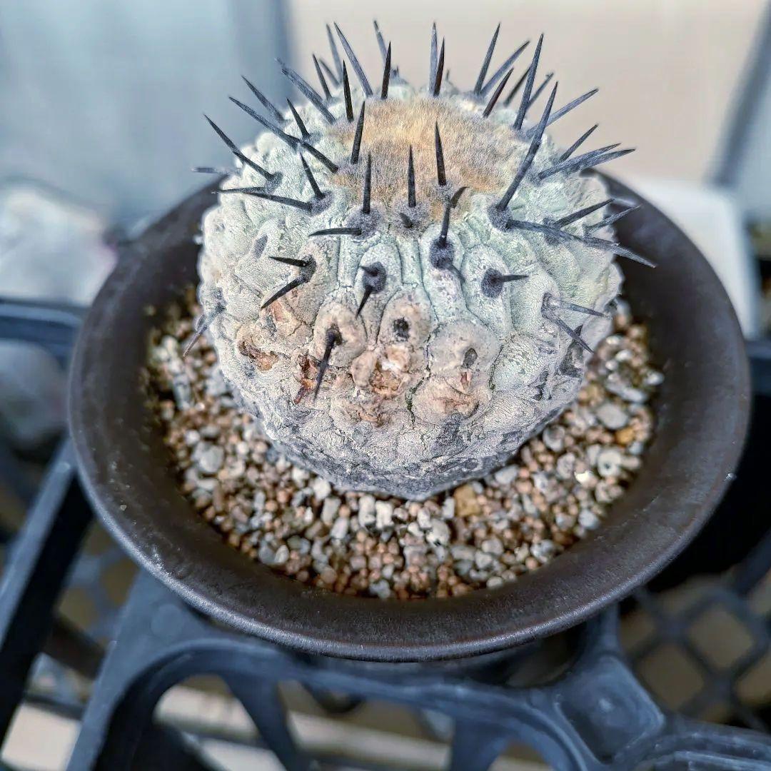 【限定一株】黒王丸 現地球 発根済み 青白 コピアポア シネレア