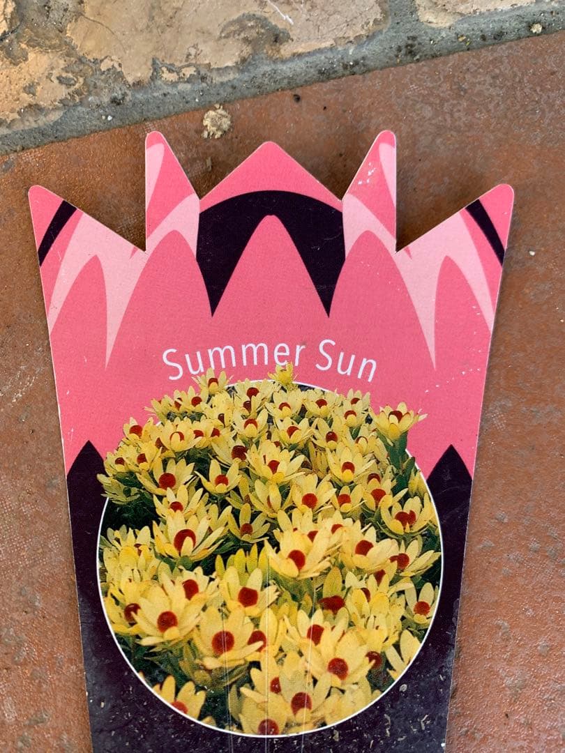 リューカデンドロン　サマーサン　ファイバー鉢