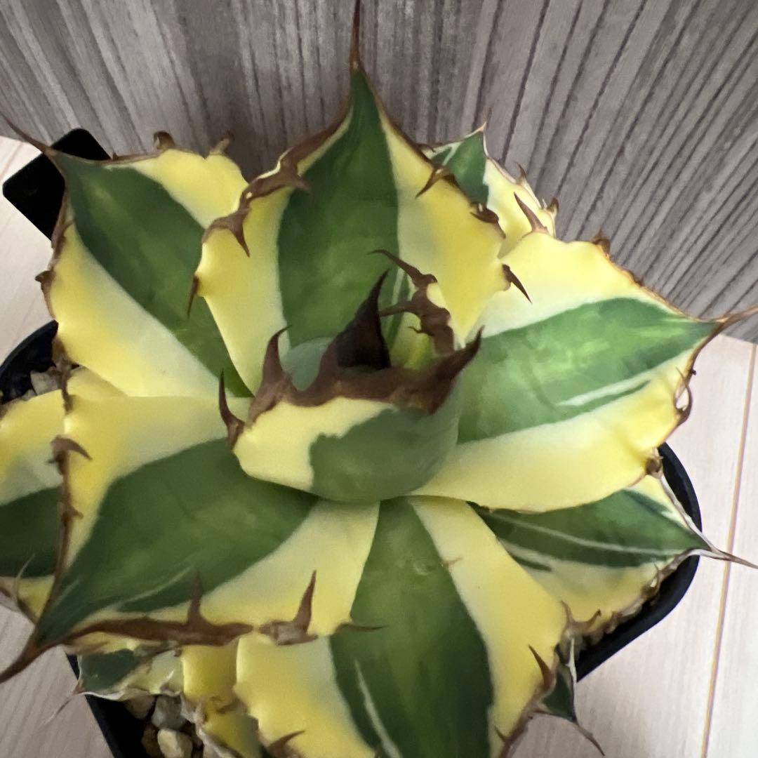 アガベ　スナグルトゥースまとめ売り