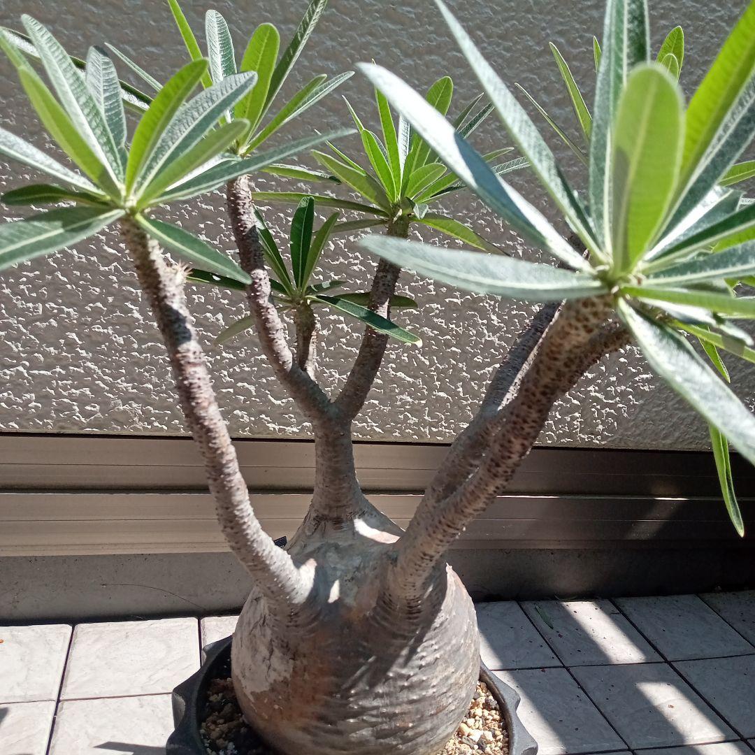 【昨夏(2025)開花しました！】パキポディウム　グラキリス★レア白肌　現地球