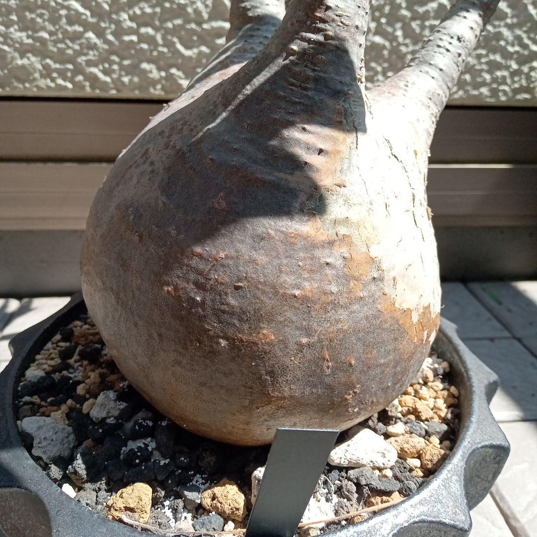 【昨夏(2025)開花しました！】パキポディウム　グラキリス★レア白肌　現地球