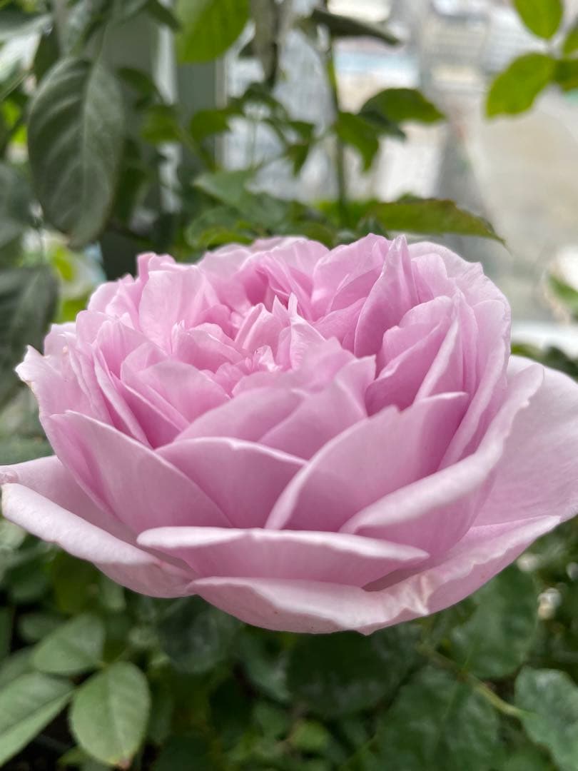 セール！数量、期間限定！お任せバラ挿し穂10種かく各1本