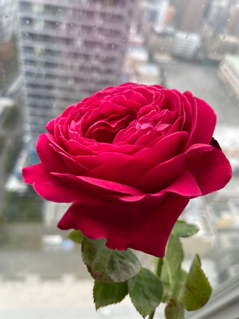 セール！数量、期間限定！お任せバラ挿し穂10種かく各1本