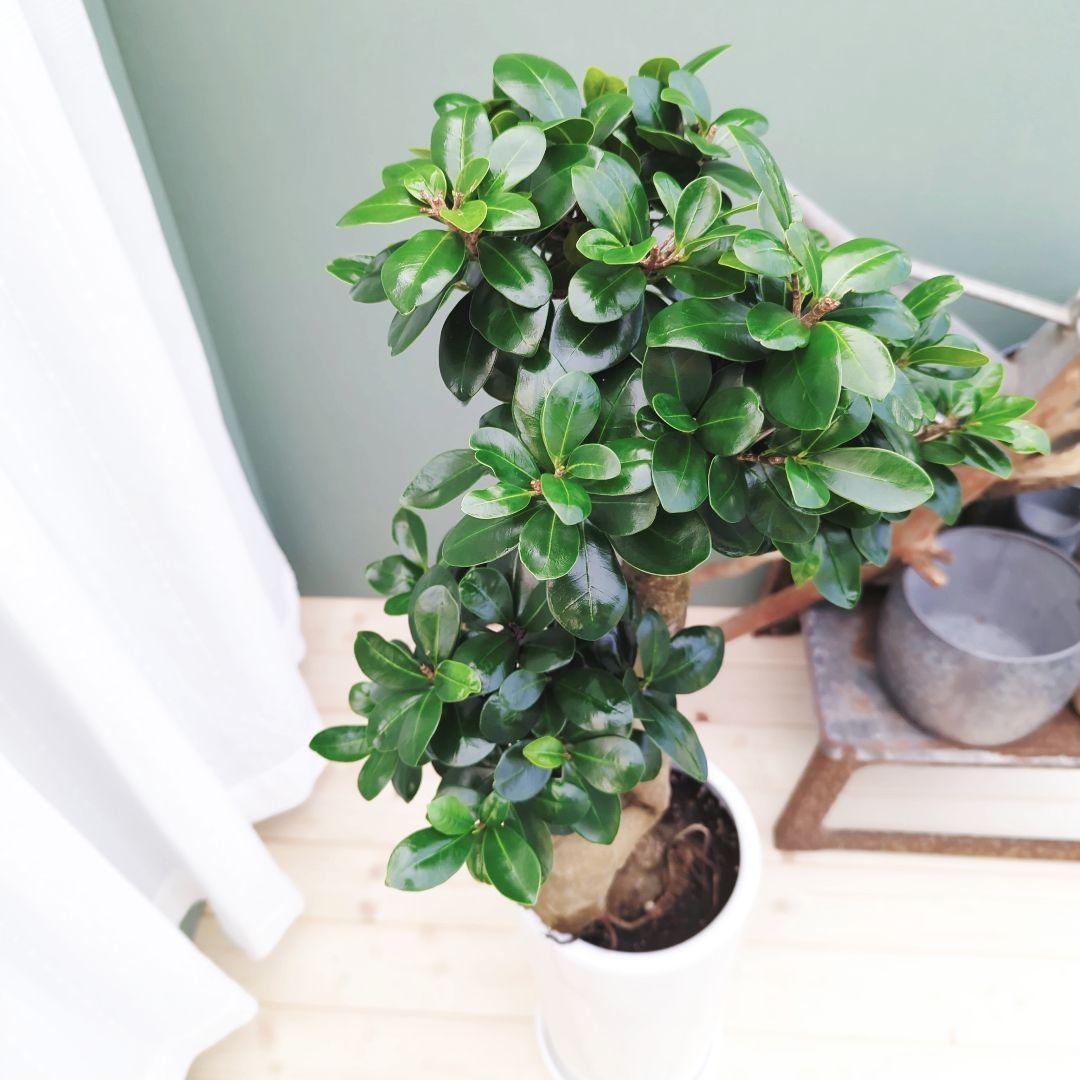 (現品) お祝い ギフト 昇龍ガジュマル 太幹 登り