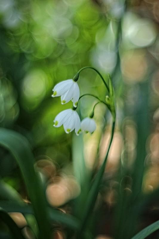 44 ペンタコン PENTACON 50mm F1.8　M42　アダプター付