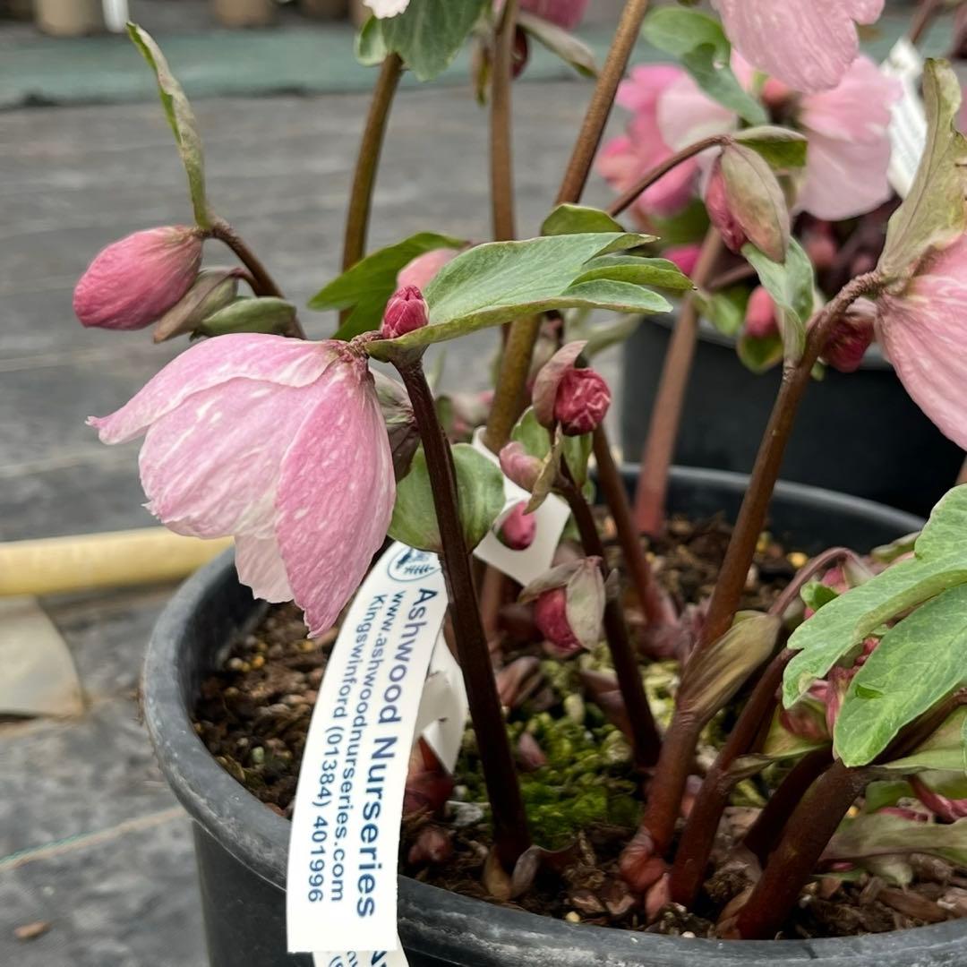 オ*ン様 3459☘️蕾花タグ付☘️超レアBELCHERI⭐️PINK ICE系