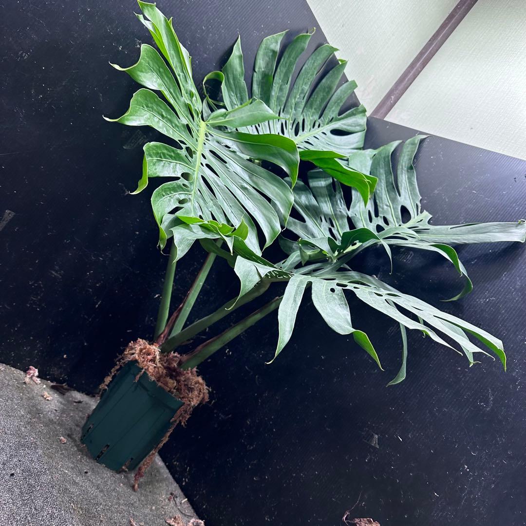 a*i様 モンステラデリシオーサマクロコズム超希少系統鉢植え113㎝レア