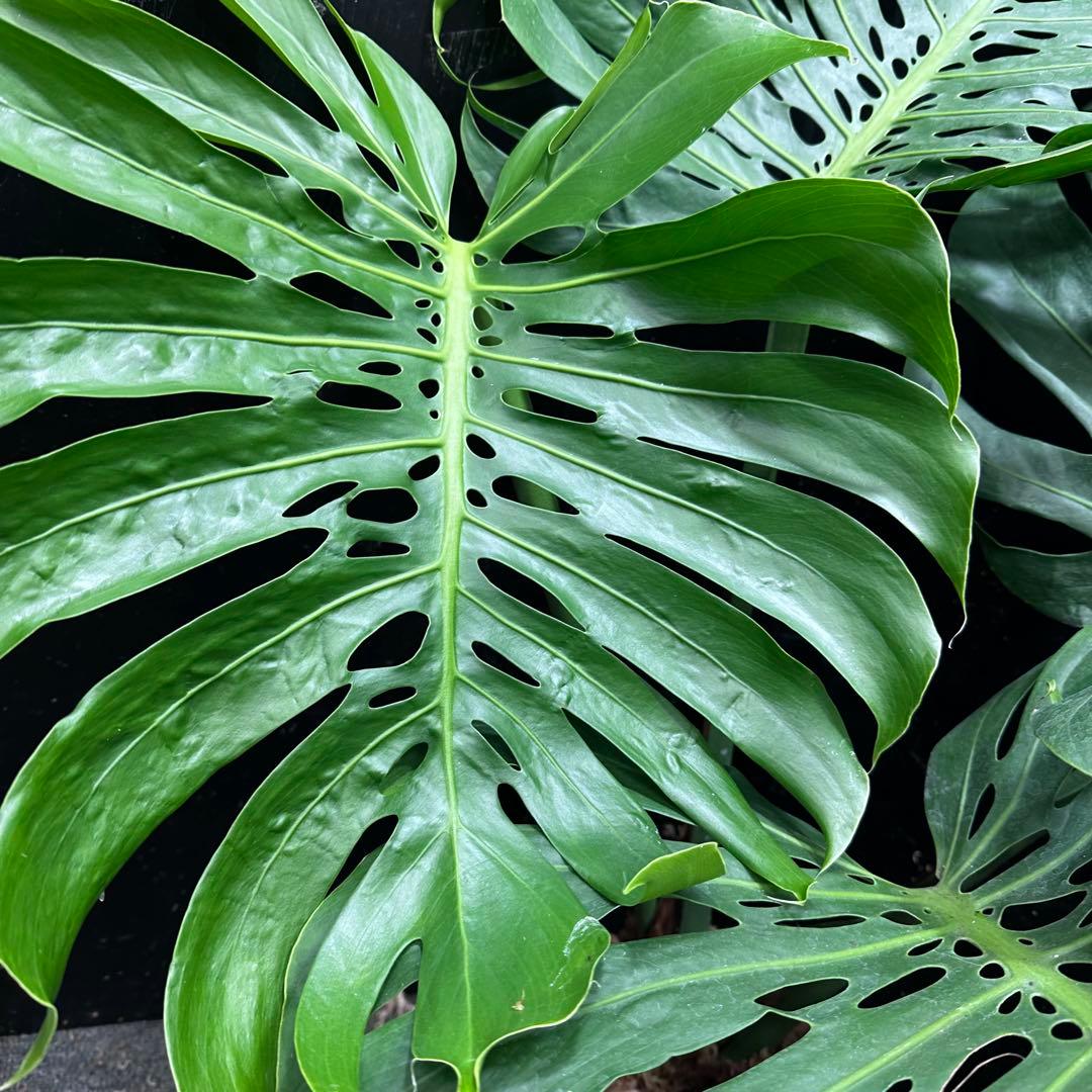 a*i様 モンステラデリシオーサマクロコズム超希少系統鉢植え113㎝レア