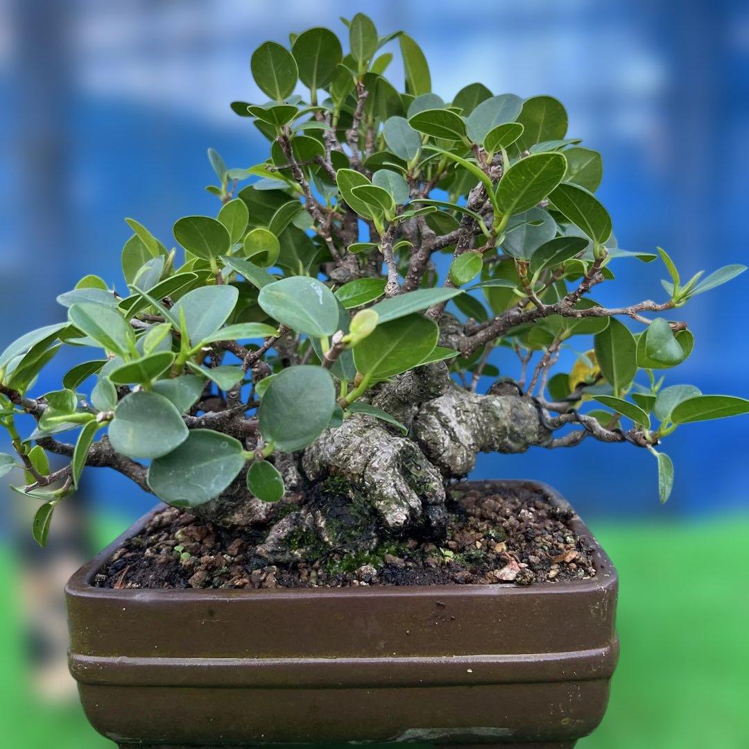 幸多き樹　ガジュマル盆栽 太い豊かな葉