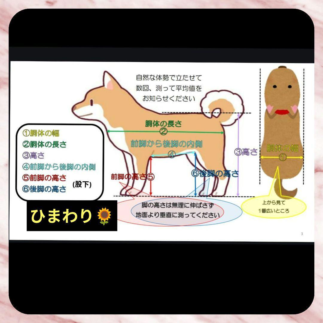 イタグレ4輪　リハビリ　食事補助　犬用車椅子　体制維持　犬の歩行器