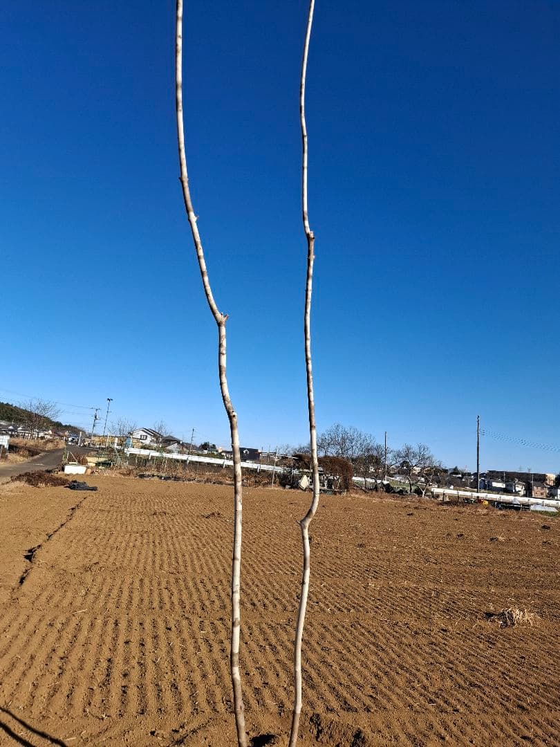 アオダモ 山彩り ――アオハダ モミジ カエデ 雑木 ――