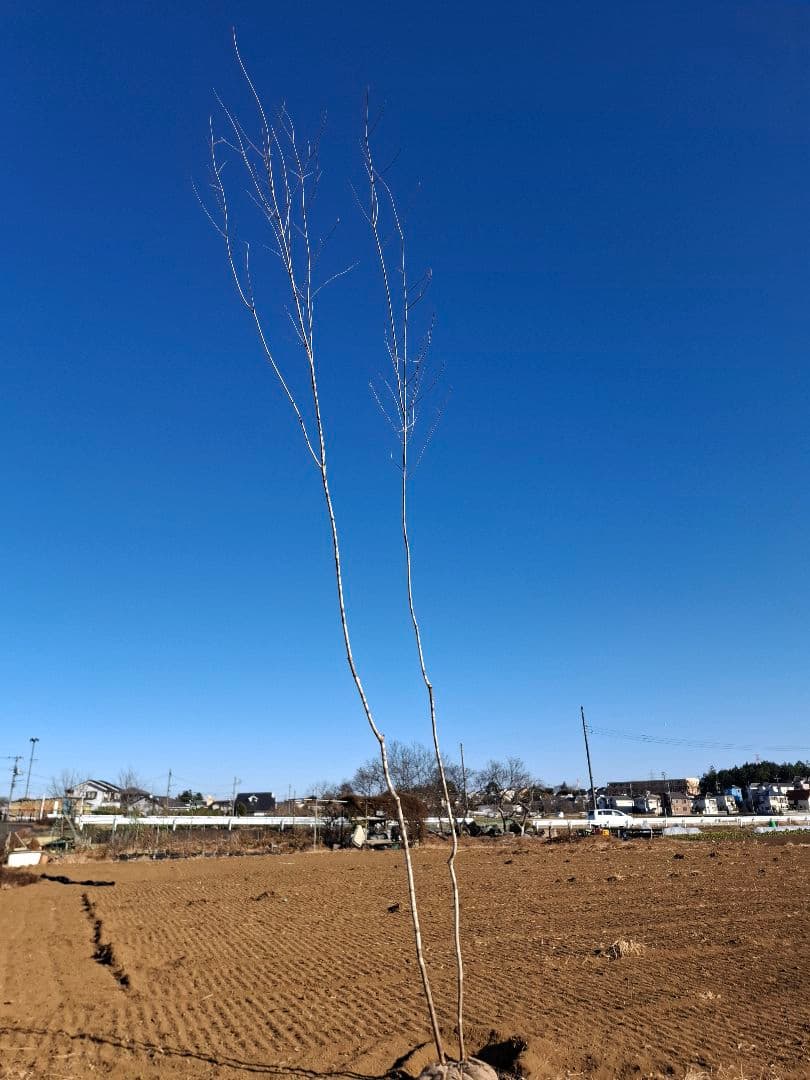 アオダモ 山彩り ――アオハダ モミジ カエデ 雑木 ――