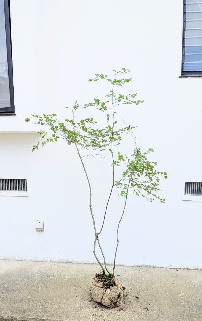 連休特価。山採りアオハダ。