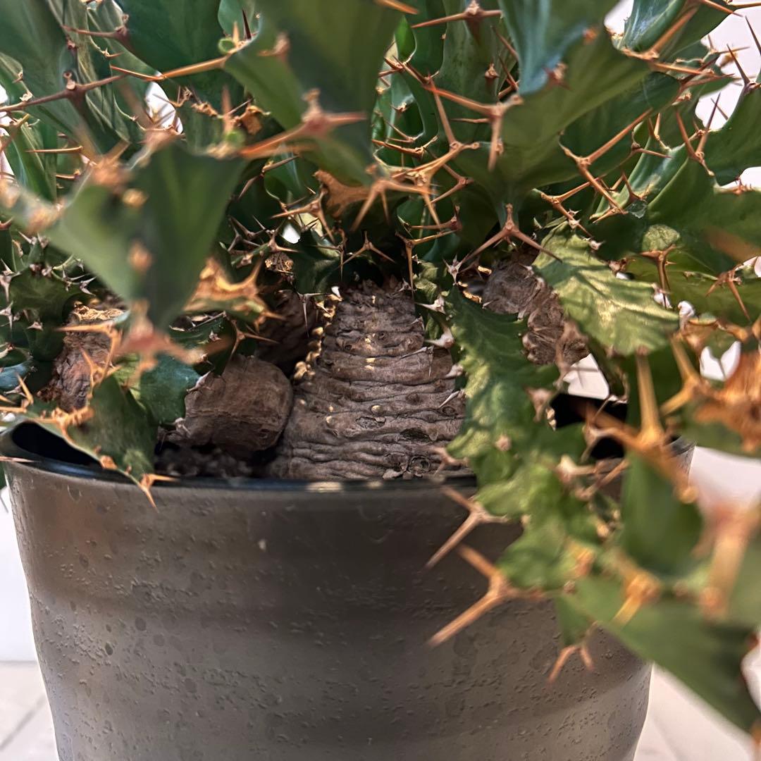 塊根植物:ユーフォルビア・クラビゲラ(現地球、発根済み)