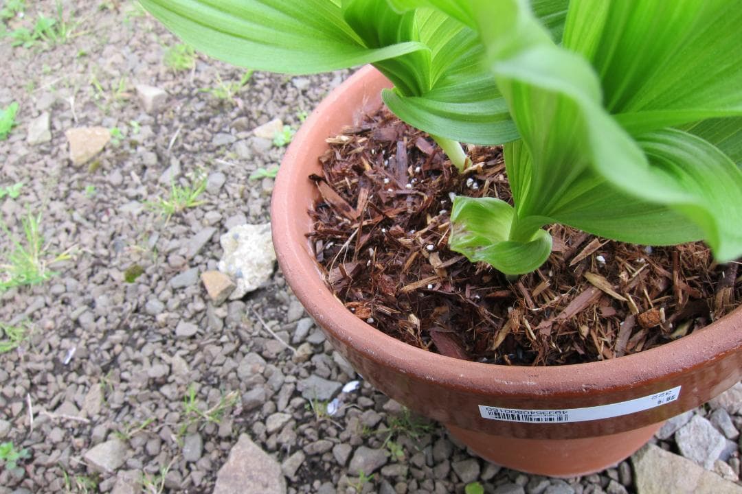 専用　レブンアツモリソウ花1芽　葉芽３