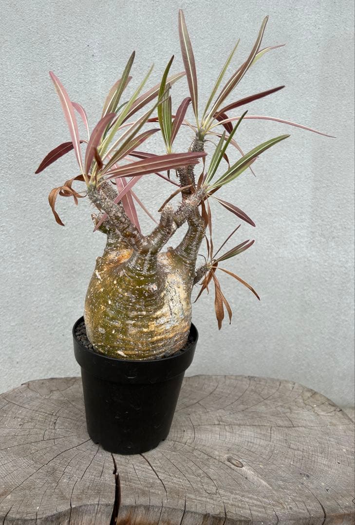 塊根植物 グラキリス　現地球　発根済み