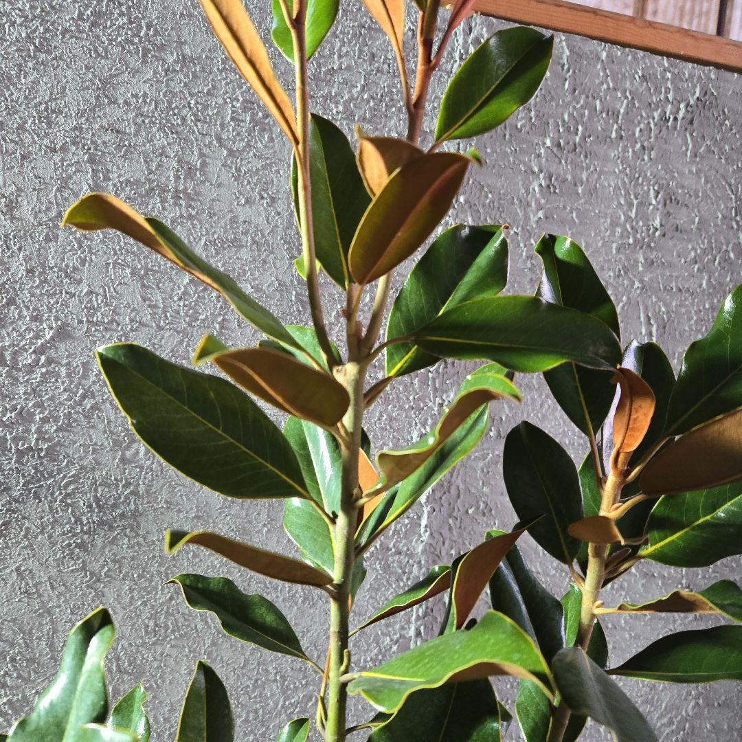 ⑤　タイサンボク　「リトルジャム」　特大苗木最高等級極上品‼️