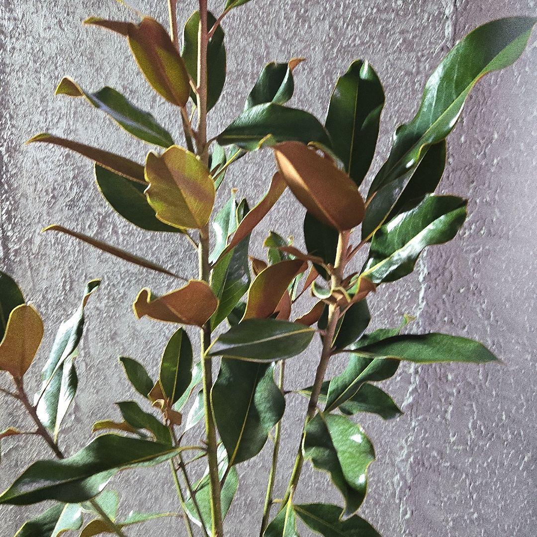 ⑤　タイサンボク　「リトルジャム」　特大苗木最高等級極上品‼️