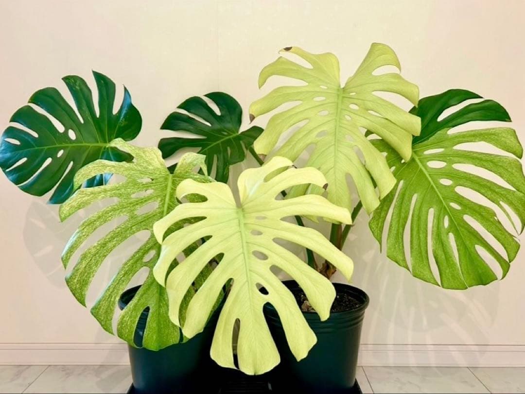 モンステラ デリシオーサ ホワイトモンスター 天津蘭　本物