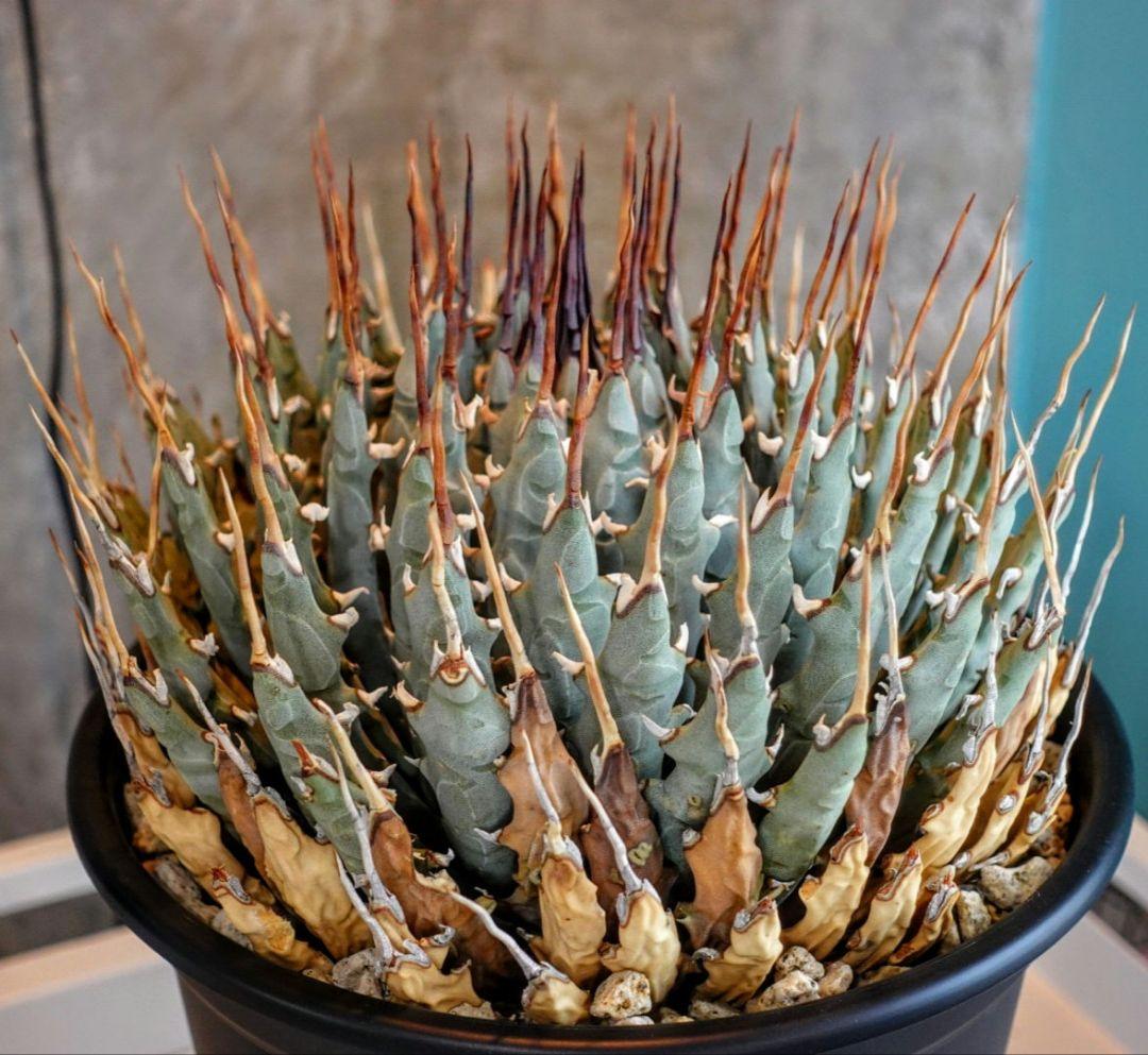 【7号XXXLサイズ】発根屋史上最大級・最高のエボリスピナ・発根済の陽炎株