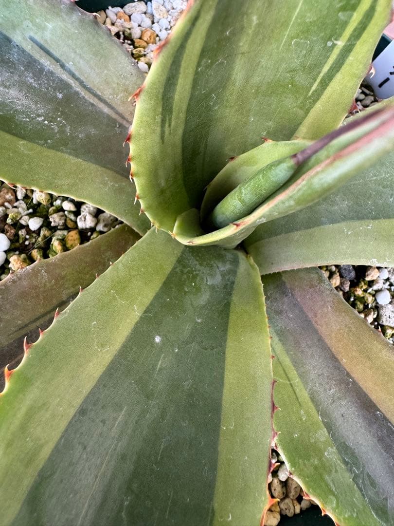 アガベ Agave ovatifolia 'Killer' 211