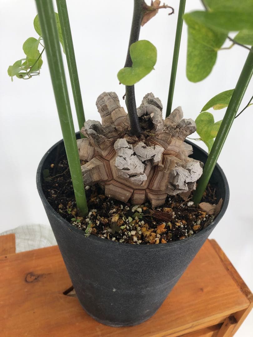 アフリカ亀甲竜　塊根植物