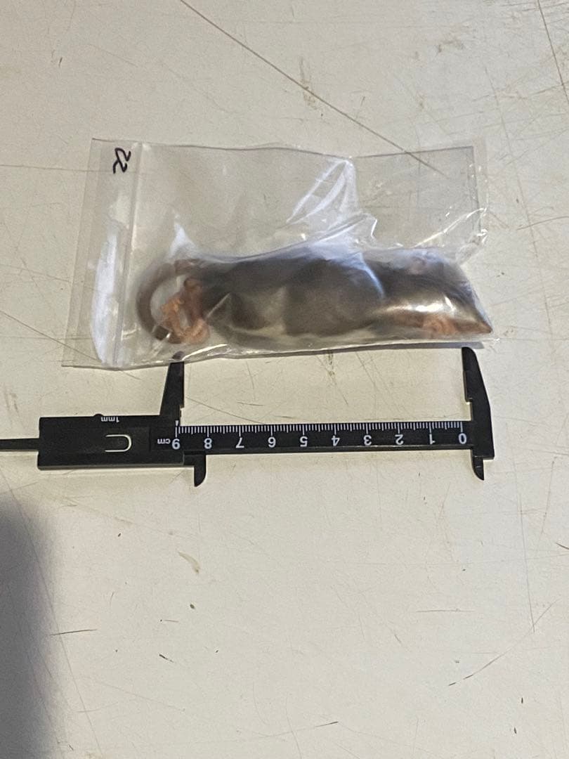 【訳あり】冷凍ラット 35〜50ｇ SSサイズ 40匹セット