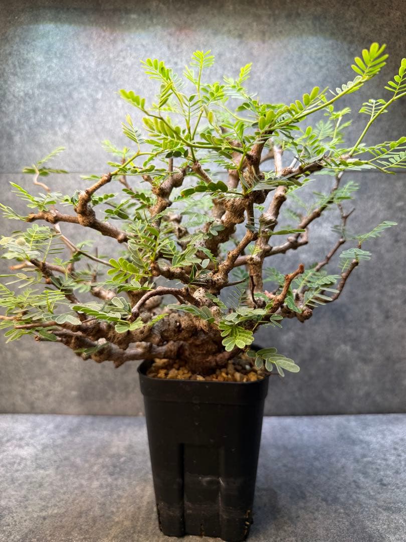 センナ　メリディオナリス　海外実生　発根済み　424