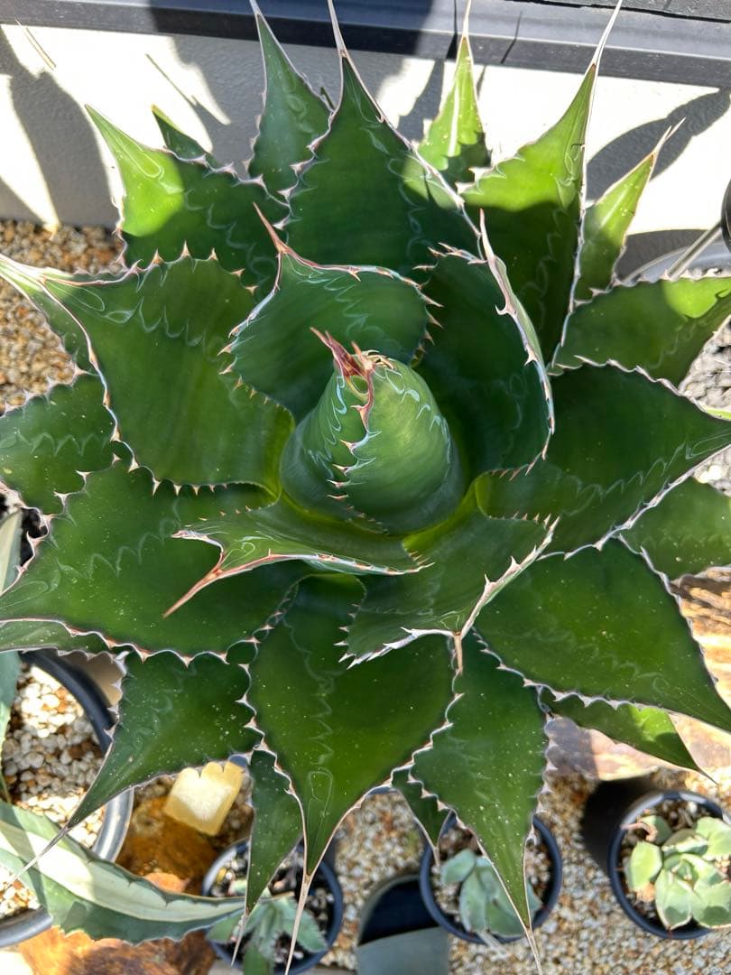 アガベ　モンタナ　超特大　美形　引き取り限定 　ドライガーデン　サボテン