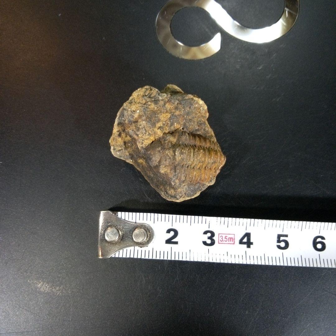 三葉虫　化石　fossil　ボリビア　trilobite　三葉虫綱　三葉虫管理②