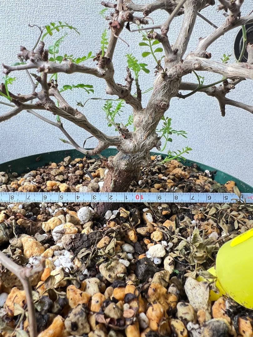 オペルクリカリア パキプス No13