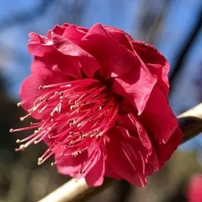 《現品》鹿児島紅梅（カゴシマコウバイ）樹高1.7ｍ（根鉢含まず）32【花梅苗木】